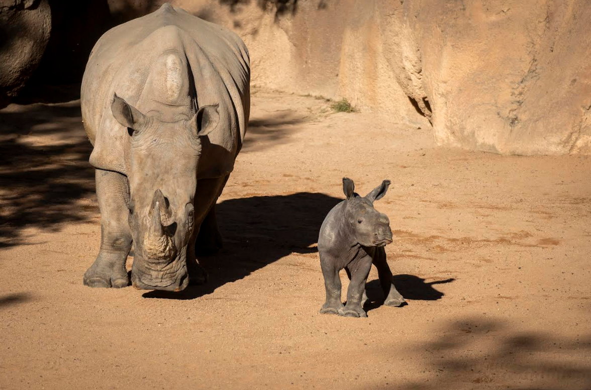 Cría de rinoceronte en BIOPARC Valencia