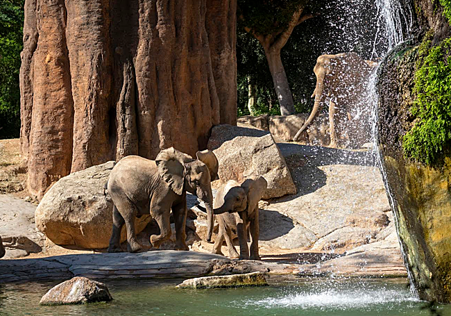 Malik y Makena, crías de elefante en la sabana de BIOPARC Valencia