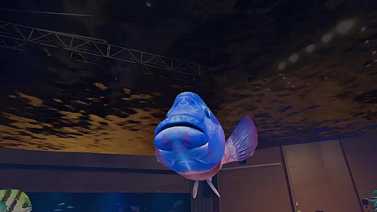 Inmersión de ballenas en l'Oceanogràfic de Valencia