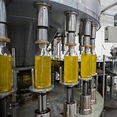 Aceite de oliva en una almazara.