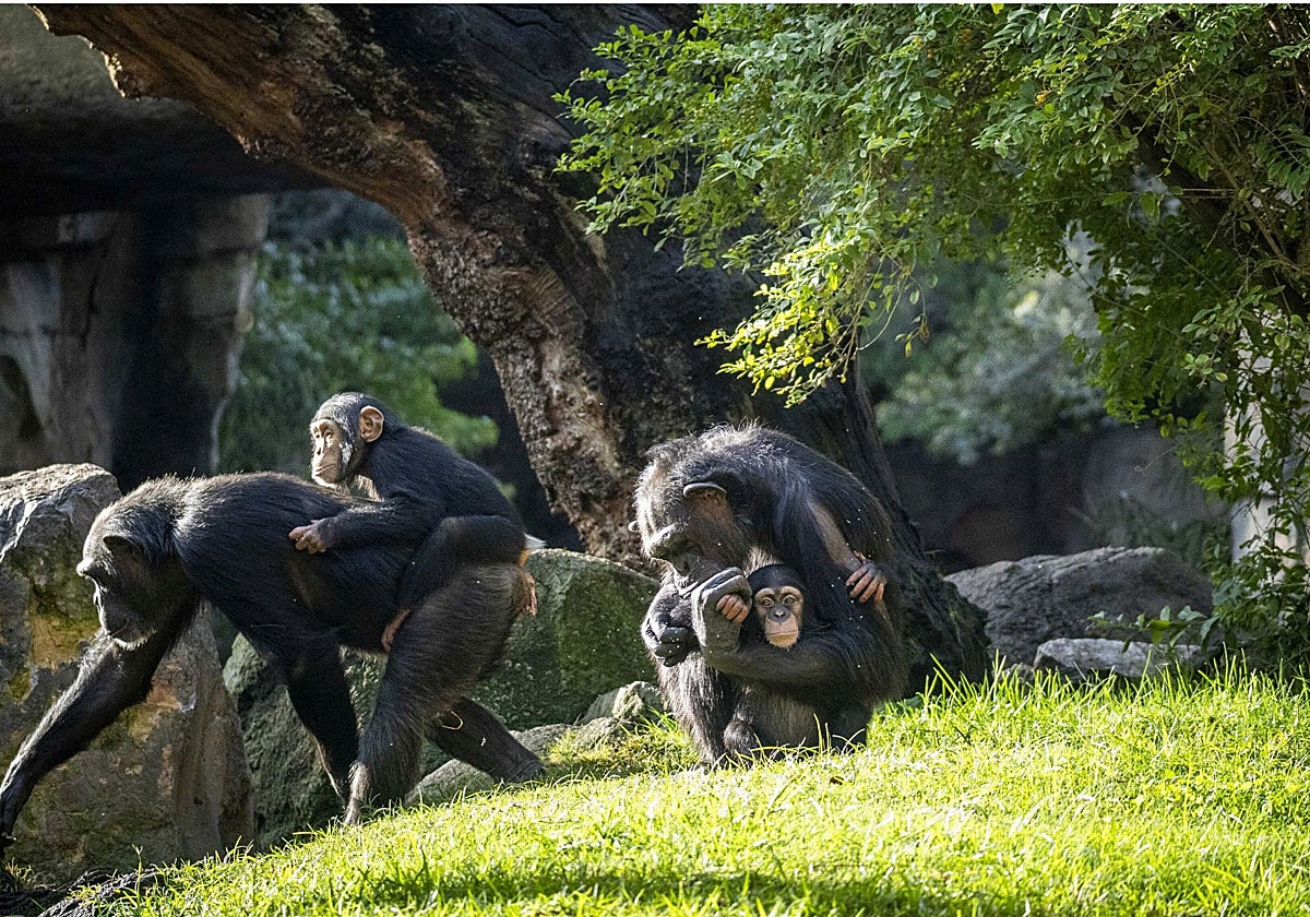 El pequeño chimpancé, junto a su familia en el Bioparc.