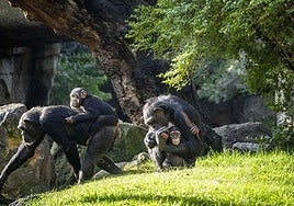 El pequeño chimpancé, junto a su familia en el Bioparc.
