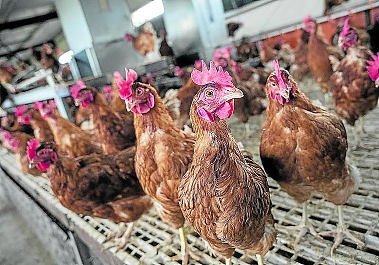 Controlan con rapidez un foco de enfermedad de Newcastle en una granja valenciana