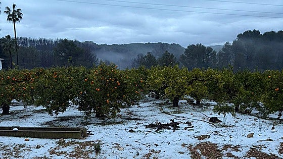 Un cierre agridulce para otro año aciago en el campo valenciano: el temporal deja pérdidas de más de tres millones