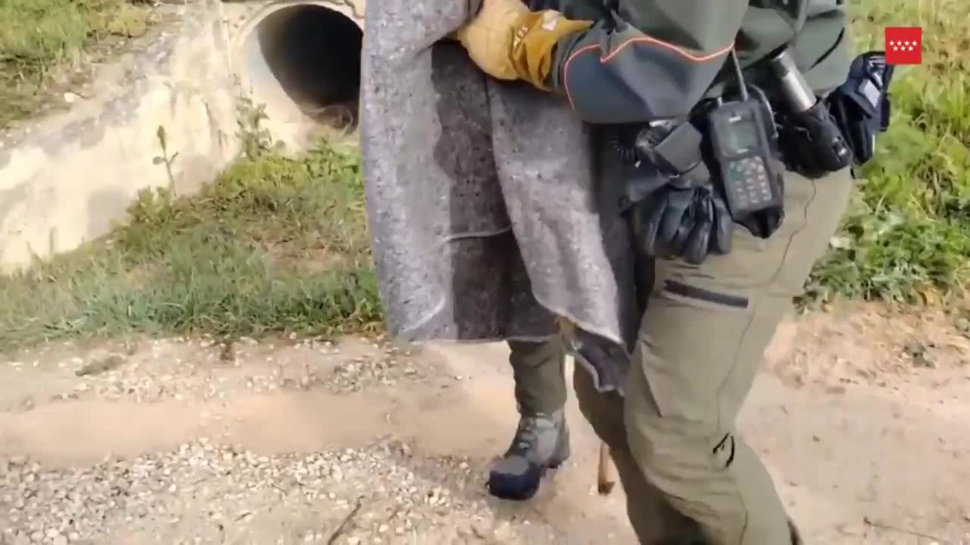 Agentes Forestales rescatan un corzo herido en Belmonte de Tajo