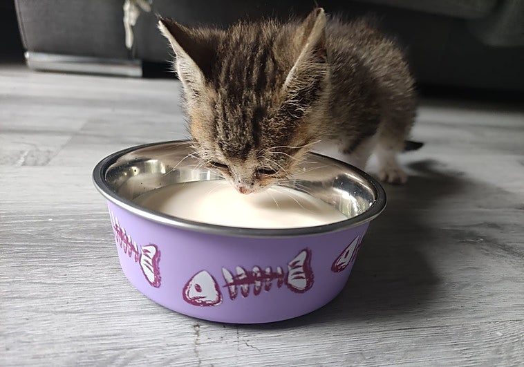 Javier Guaita, veterinario: «Nunca le des leche de vaca a tu gato o a tu perro»