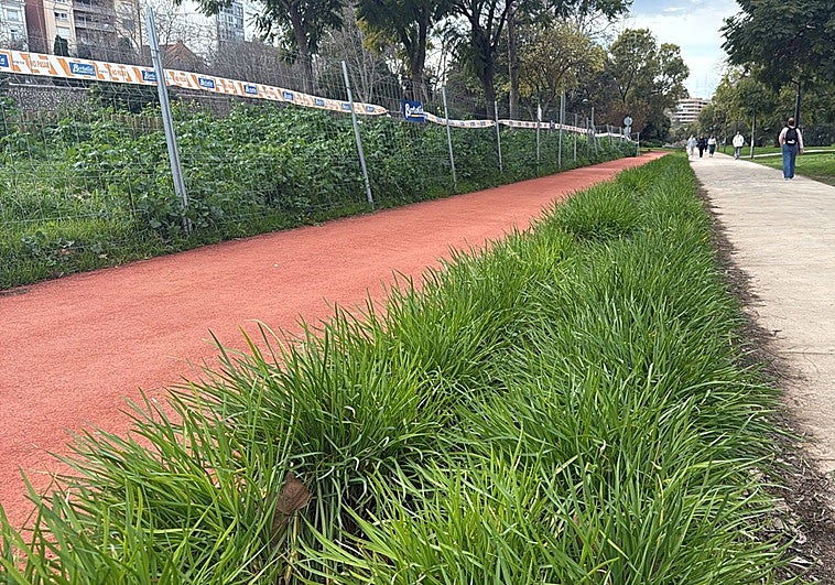 La planta que huele a marihuana y engaña a los valencianos
