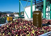 El aviso de los expertos aceiteros sobre el futuro precio del aceite de oliva: «No habrá existencias en el mes de octubre...»