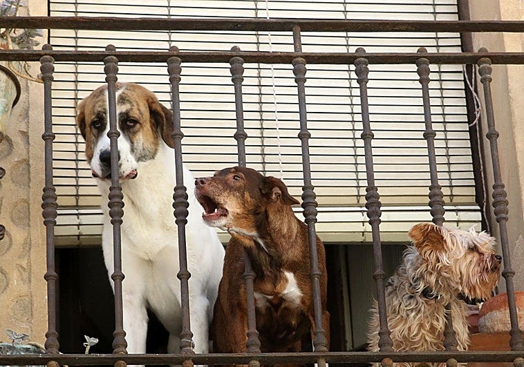 Dejar a perros y gatos en el balcón puede suponer una multa de 200.000 euros