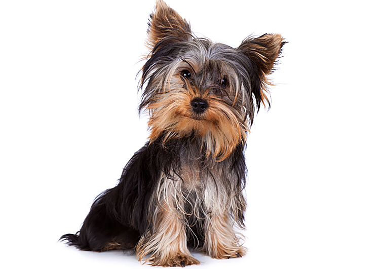 Los 10 alimentos prohibidos para los perros, según el veterinario Manuel Manzano