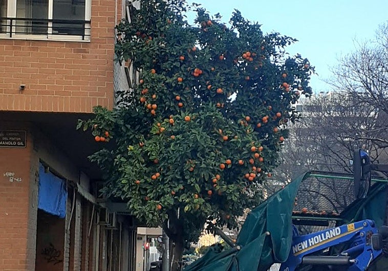 ¿Por qué no se pueden comer las naranjas de las calles de Valencia y qué se hace con ellas?
