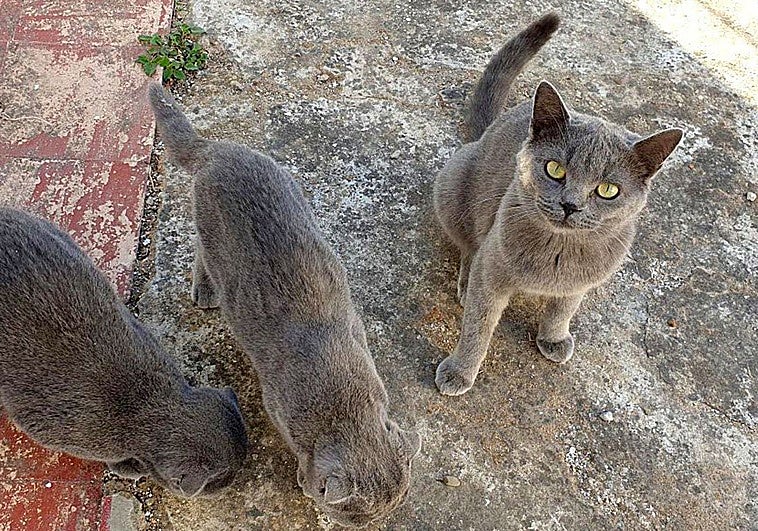 España cambia las normas: no puedes llevarte libremente gatos de colonias felinas
