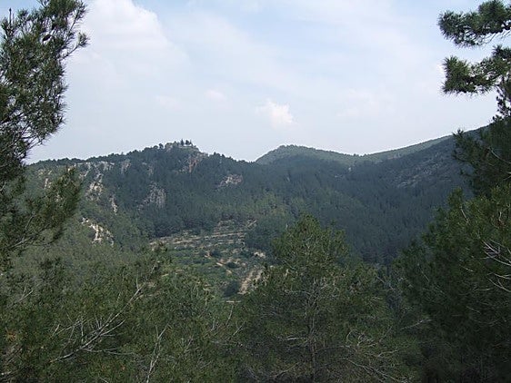 La Diputació de Valencia asigna cerca de 2 millones de euros a la Costera, la Canal de Navarrés y la Vall d'Albaida para gestión forestal y prevención de incendios