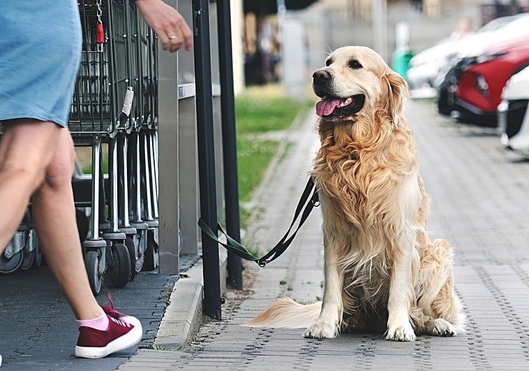 España cambia las normas: prohibido dejar a los perros atados fuera, bajo multas de 500 euros