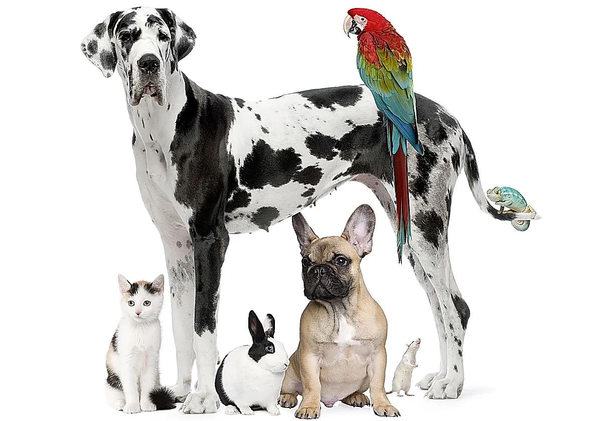 Ya está en vigor: Prohibido dejar a los perros solos más de 24 horas, y a los gatos u otras mascotas más de 3 días