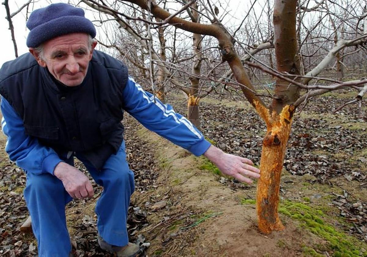 Nace una nueva asociación de agricultores para defender a afectados por fauna silvestre