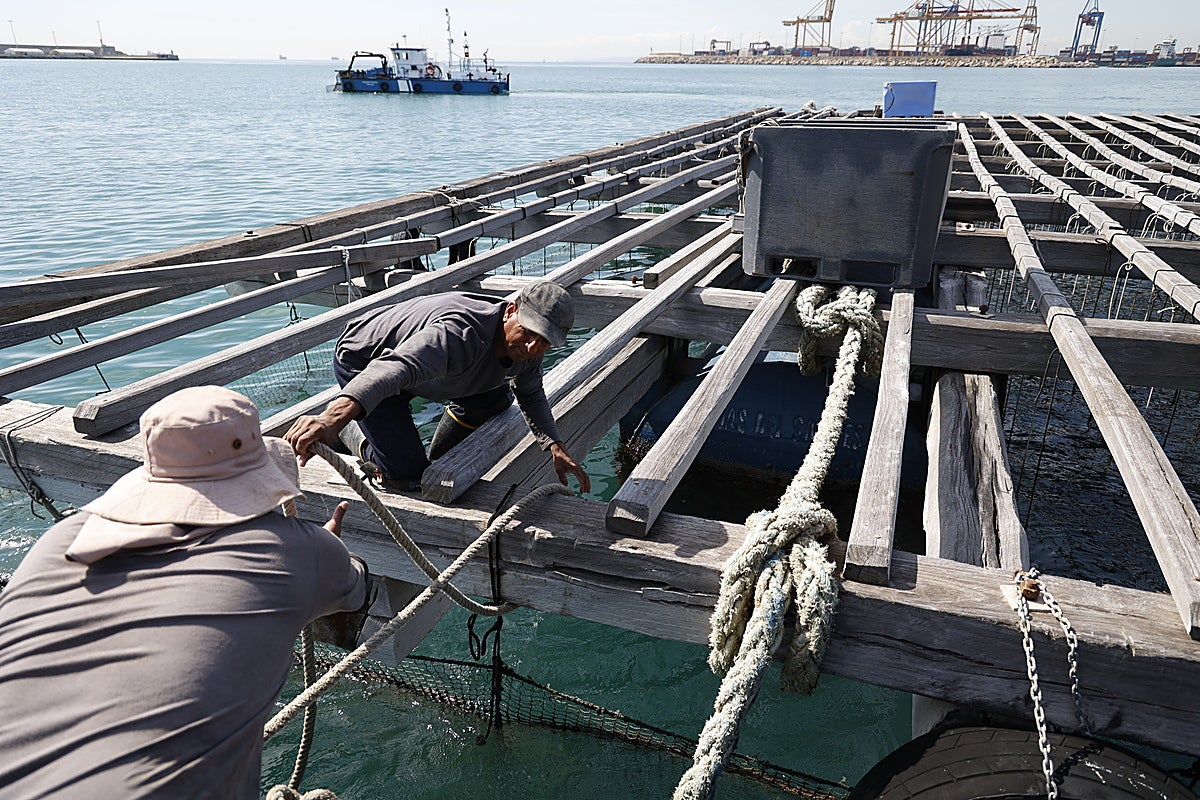 Viaje al corazón de las bateas: así nacen las 1.200 toneladas de clòtxinas de Valencia