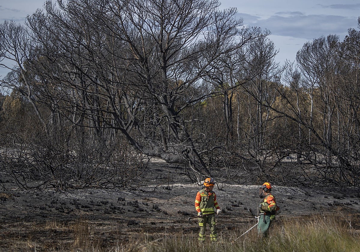 Un incendio de vegetación se declara junto a la V-21 en Alboraia