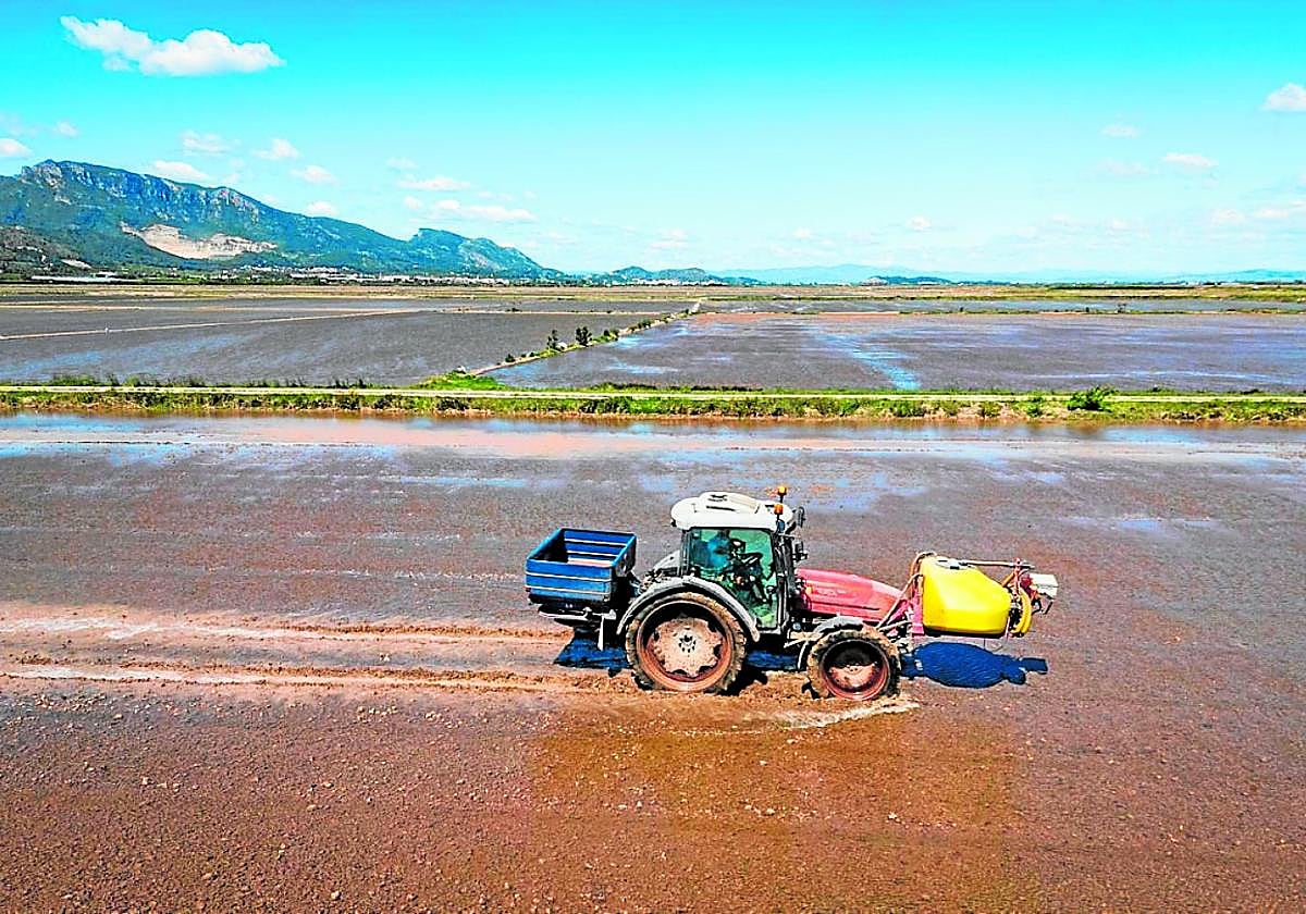 Sin urea no hay paella