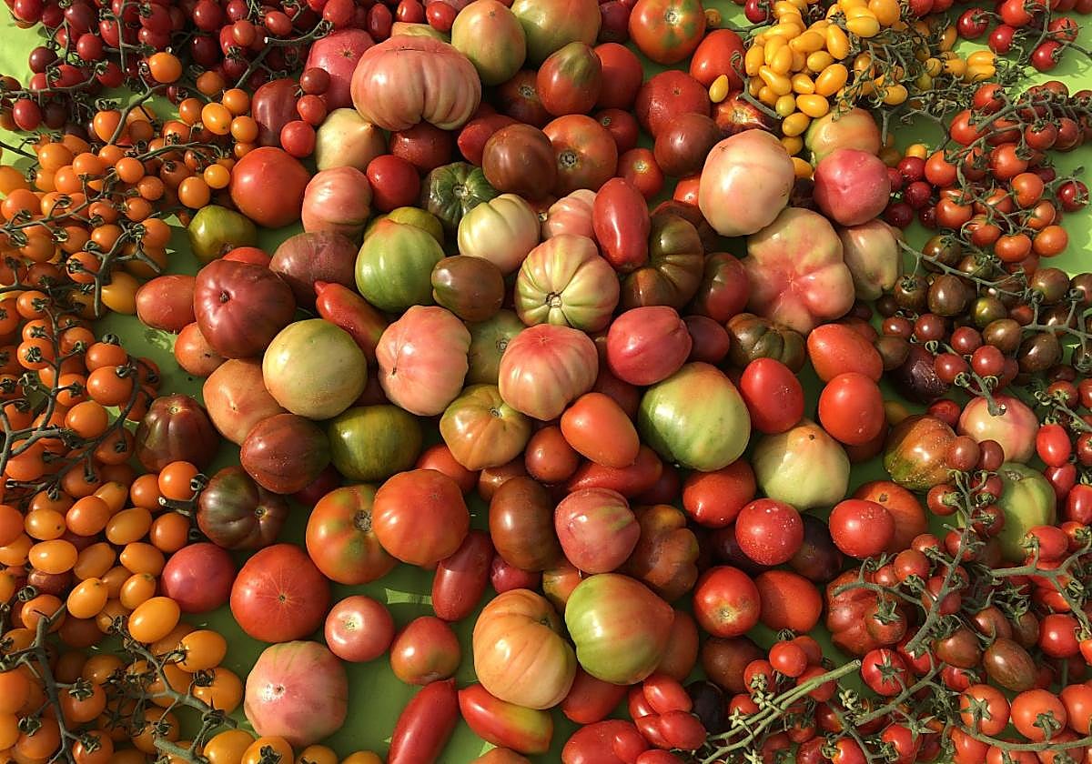 Tomates bonitos y de sabor cuando la UE permita al fin la edición genómica