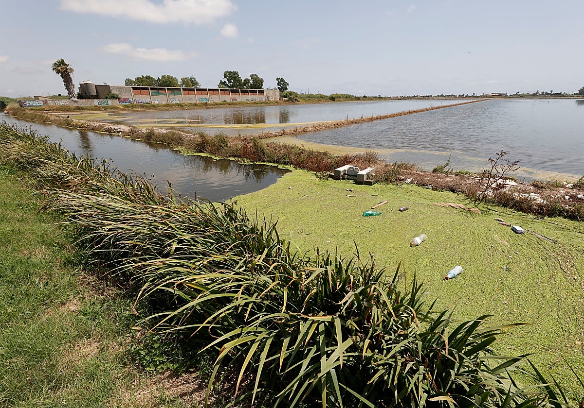Vertidos en la Albufera, una mancha endémica