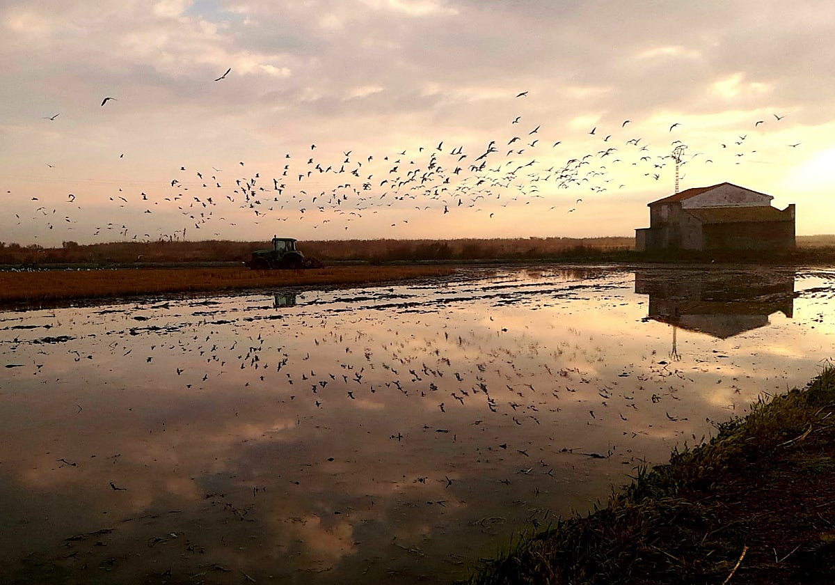 Los tancats, las depuradoras naturales de la Albufera, afron