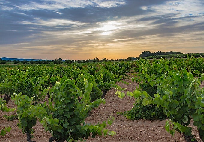 Viñedo ecológico.