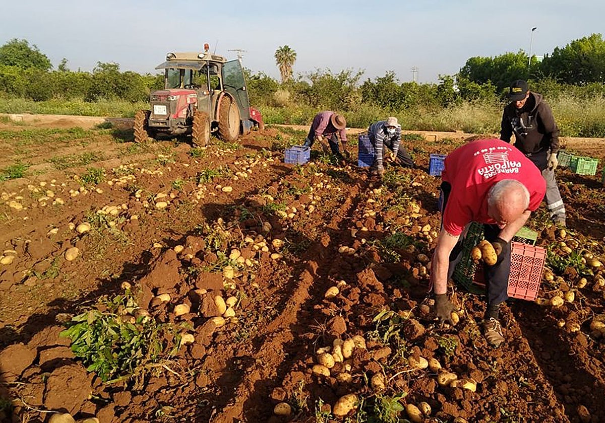 Las ayudas del Gobierno para la compra de fertilizantes excluyen a la mitad de agricultores valencianos