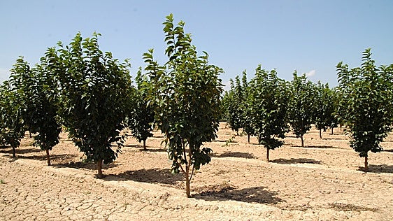 Una plaga de garrapatas desata la alarma entre los agricultores valencianos