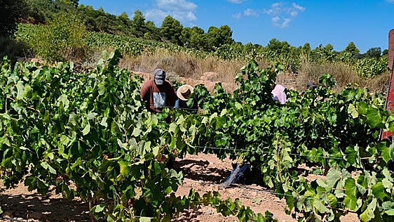La resiliencia de la uva valenciana al cambio climático: más temprana, más sana y de buena calidad
