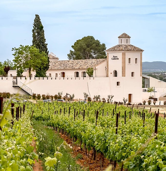 Viñedo en la Finca Calderón.