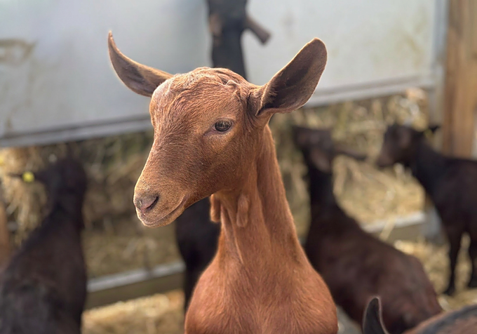 La leche de cabra murciano-granadina es la base de buena parte de la producción quesera de Jamesa.