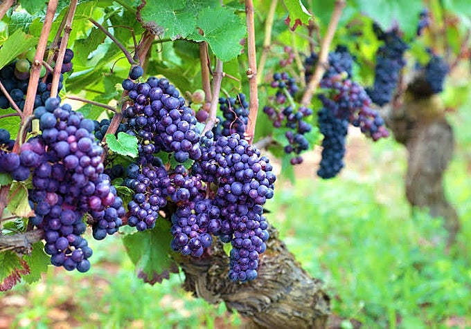 Viñedo de garnacha.