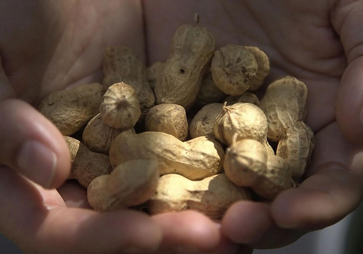 Cacau de Collaret