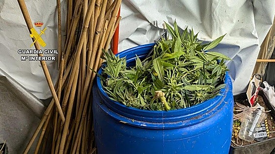 La Guardia Civil desmantela dos plantaciones de marihuana y detiene a dos personas en Sax y Petrer
