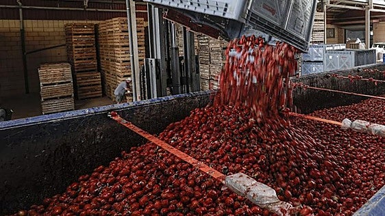 La alcaldesa de Buñol, Virginia Sanz: «Acoger a más del doble de nuestra población en la Tomatina es un orgullo inmenso»