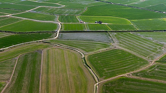 Los arroceros de la Albufera denunciarán ante la agencia alimentaria las ventas a pérdidas