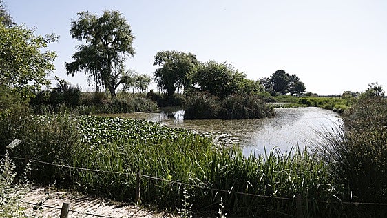 Más de cuatro años sin noticias del desdoblamiento del colector oeste ni de la nueva depuradora para la Albufera