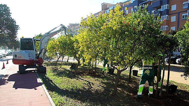 Sagunto estudia los árboles que deben ser sustituidos y las especies que se adaptan a cada zona