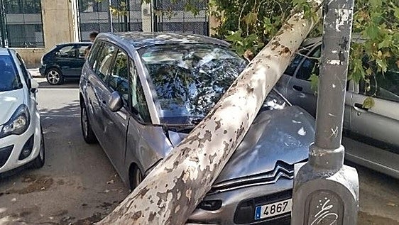 Cae un árbol de grandes dimensiones junto al instituto de Abastos en Valencia