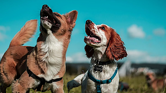 La fruta de temporada que reduce la acumulación de placa y sarro en los perros