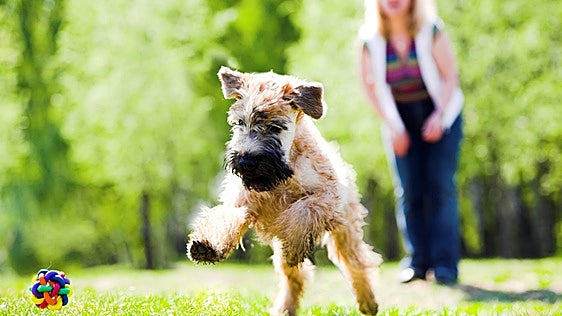 Los veterinarios coinciden: si tu perro come hierba o plantas, también puede ser por aburrimiento o exploración