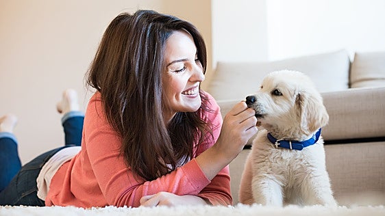 Ni la nariz ni las orejas: Así se comprueba si un perro tiene fiebre y su temperatura corporal, según un veterinario