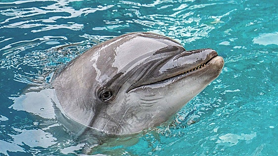 Muere Echo, una delfina del Oceanogràfic de Valencia, tras un grave deterioro de su estado de salud