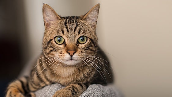 Ni la comida ni los mimos: Tu gato puede tener una persona favorita y no siempre es quien le da de comer