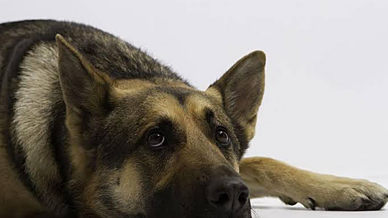 Los expertos caninos explican qué significa que un pastor alemán vigile constantemente su casa