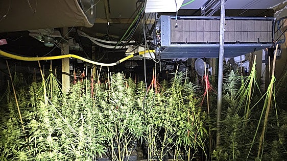 Un intento de robo en un corral de Llíria destapa un gran cultivo de marihuana con más de mil plantas