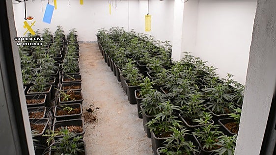 Un consumo excesivo de luz destapa una plantación de marihuana en Oliva