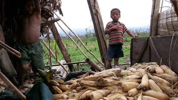 El huracán Félix destrozó en 2007 los almacenes y graneros donde la población guardaba la producción para el resto del año. En la imagen facilitada por Acción contra el Hambre, mazorcas de maíz destruidas en Nicaragua