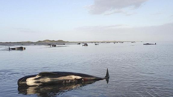 Imagen de algunas de las ballenas varadas. 